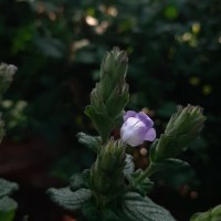 Strobilanthes gardneriana (Nees) T.Anderson